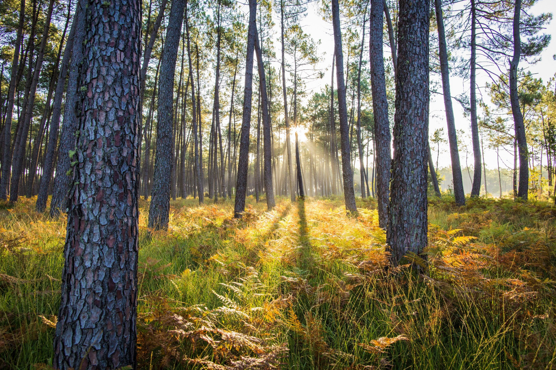 20200803-pinede-mees-copyright-romain-bayle-22